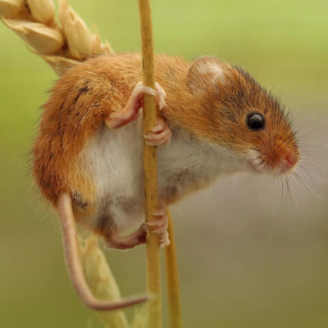 A photograph of a harvest mouse. It is a small golden brown rodent with a white belly. It is climbing a wheat.