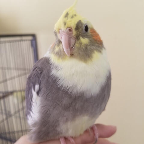 A photograph of a cockatoo. He is very round.
