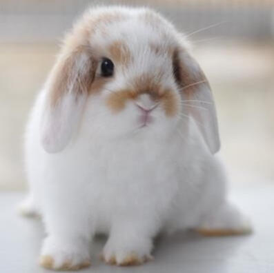 A photograph of a small bunny with loopy ears. The bunny is mainly white with some light brown markings on their face.
